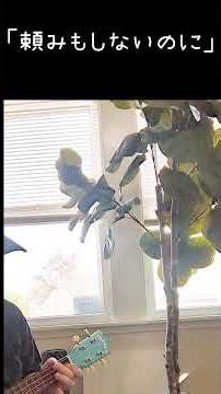 傷つきたくない。自分を守ろうとするこころの自然な防衛本能。それが#不安 #ウクレレ #心理セラピスト #焦り #ウクレレ初心者