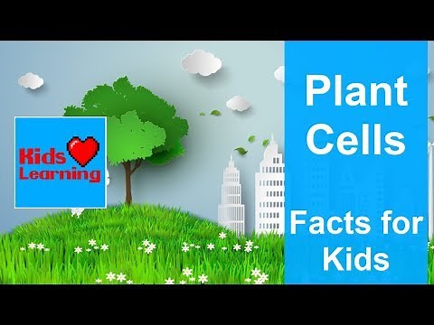 Plant Cells - Facts for Kids