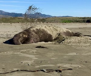 2.9K views · 141 reactions | Harp Twins on Reels | Facebook