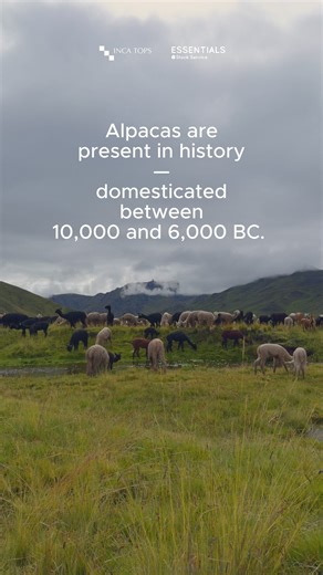 🦙 Alpacas have shaped Peru’s culture for over 5,000 years. Symbols of resilience, tradition and sustainability. Learn their story and join a community that values authenticity. | Inca Tops