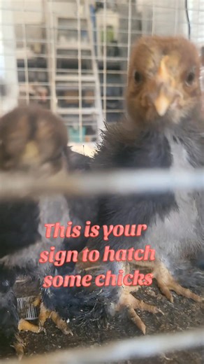 This is what happiness sounds like… baby chicks chirping together 🐣✨ There’s something so peaceful about the soft chirps of baby chicks. Take a moment to unwind with their adorable little sounds. #ChickASMR #CuteAnimals #BabyChicks #PeacefulVibes #FarmTok happy baby chicks, chick chirping sounds, relaxing animal videos, cute farm animals, baby chicks ASMR, chick growth stages, baby chick development, how to raise chicks, brooder box setup, small farm life | Crystal Acres Homestead