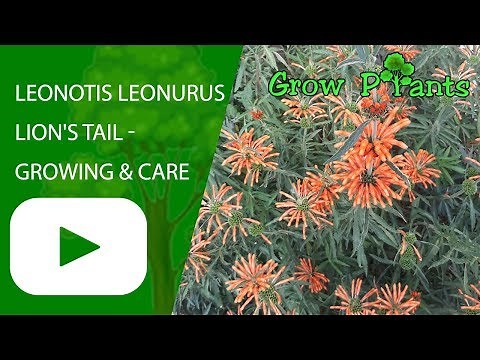 Leonotis leonurus - Lion's Tail - growing and care (attract butterfly)