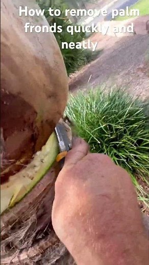 How to remove palm fronds quickly and neatly