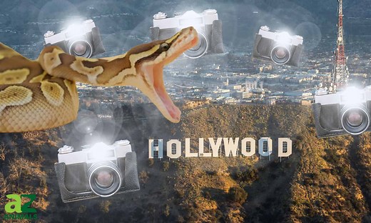 Discover the 10 Most Popular Snakes in the World