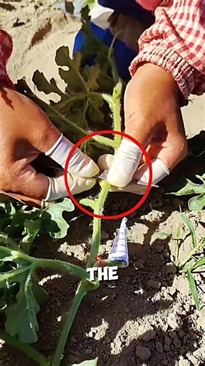 Smart Watermelon Pollination Technique🍉🤯#farming