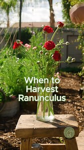 3.1K views · 76 reactions | For the longest vase life (10-12 days!) harvest ranunculus blooms when buds are colored and “squishy like a marshmallow” but not yet open. If they are harvested after opening, the blooms last about a week. #ranunculus #flowergardening #cutflowers | Growing in the Garden | Facebook