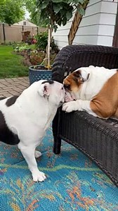 English Bulldogs' Epic Face Off