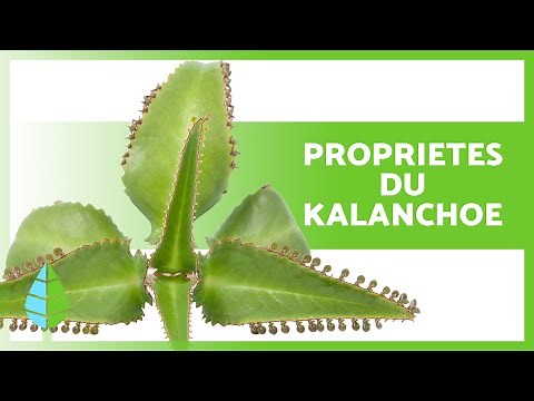 KALANCHOE 💚 Benefits, properties, uses and contraindications ✅