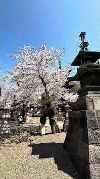 中山法華経寺お花見散歩