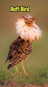 135K views · 3.1K reactions | Ruff.!! Burung yang Ganti Kostum Buat Nyari Jodoh?! #Reel #ruff #birds #animals #wildlife #nature | Cleewon Zuu | Facebook