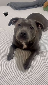 Leave a comment down below to help get me one!! 🥰 | Bellatrix 🐾✨