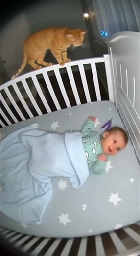 Sneezy Baby, Startled Cat!