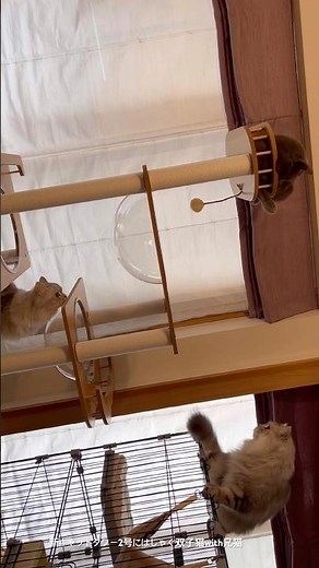 新キャットタワー2号にはしゃぐ双子猫with兄猫 #cat#catlover #cats #kitten #cute #猫#猫動画 #猫のいる暮らし #猫好きさんと繋がりたい #猫のいる生活#ねこ