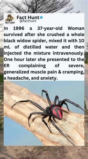 In 1996 a 37 year old Woman survived after she crushed a whole Black widow spider