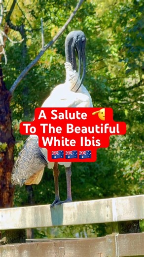 Why White Ibis Are Actually Beautiful #wildlife #shorts #ibis