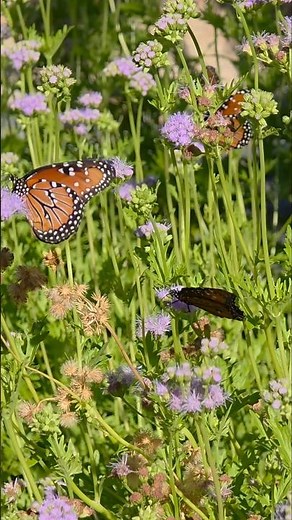 How to Attract Queen Butterflies to Your Garden