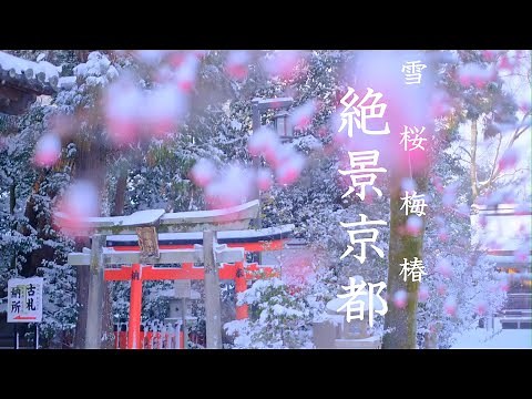【京都冬観光】 絶景雪景色 嵐電沿線編：北野天満宮・龍安寺・等持院・平野神社・SNOW（KYOTO , JAPAN）
