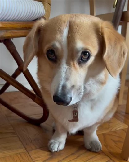 bootsythecorgi on TikTok