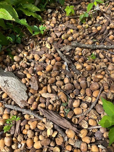 Mast year brings bumper crop of acorns, weighing down Iowa oaks, causing fallen branches