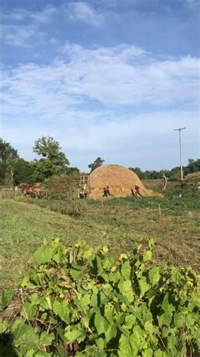 Amish Horses Take Off with Wagon