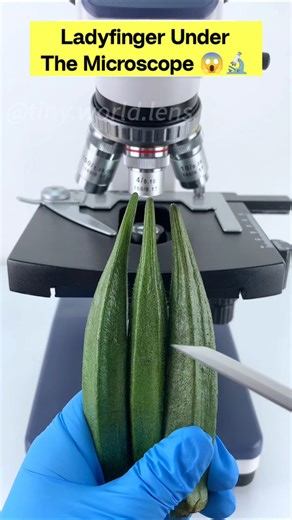 Unexpected view ladyfinger under the microscope 😱🔬 #shorts #facts #microscope #ladyfinger #funny