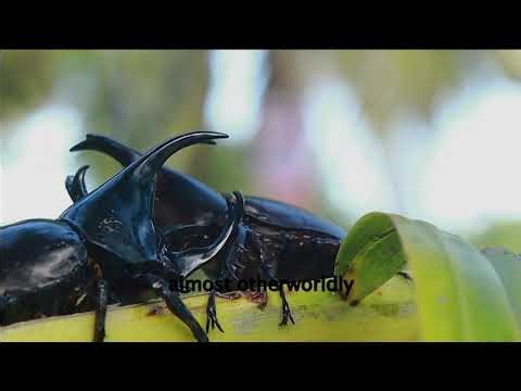 The Hercules Beetle – The Strongest Insect on Earth! 💪🪲