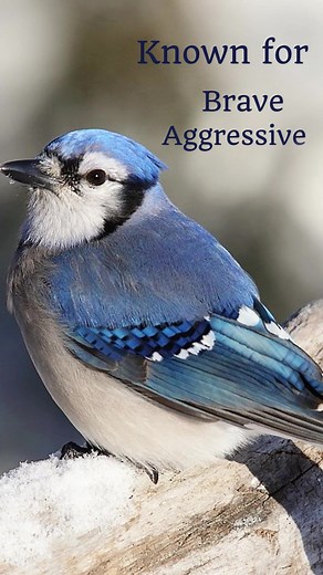 Blue Jay Bird Sounds and Calls