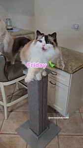 9.3K views · 291 reactions | Squeaks of the Week  | Eevee and Yoshi, Ragdoll cats | Facebook