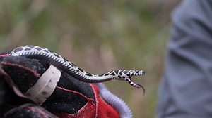 It’s National Reptile Awareness Day! And Aussie Ark has some big reptilian news to share… With project partner Jonathan Webb from the University of Technology Sydney, Aussie Ark has secured the world’s first insurance population of the critically endangered Broad Headed Snake! This snake only lives in the Sydney sandstone basin and surrounding area, where its population has been decimated by illegal rock removal for gardens (its habitat), illegal poaching and ferals. After five expeditions and m