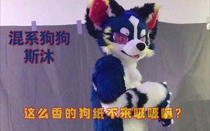【兽装fursuit】混系狗斯沐全装试穿