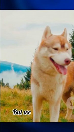 The Ultimate Husky Owner’s Guide (Everything You Need To Know)