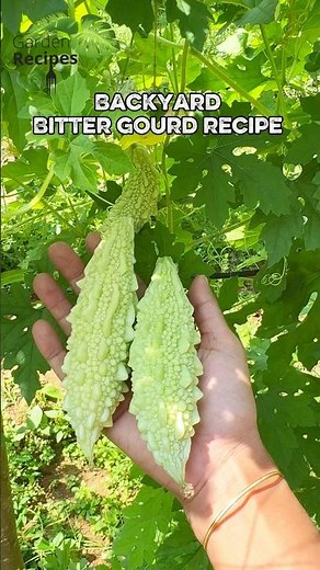 💚Backyard Bittergourd Recipe 💚