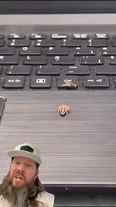 1.5M views · 50K reactions | Jumping spiders. The more ya know. #crazy #amazing #crazystory #themoreyouknow | Apex Predator Outfitters | Facebook