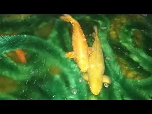 Koi laichen ab - Live