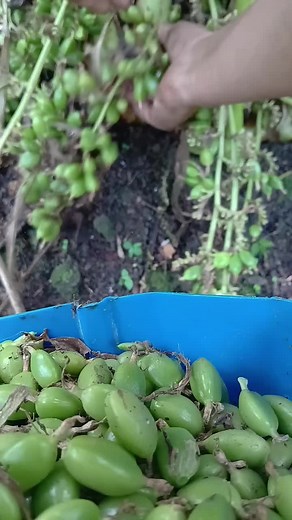 Unlocking the Secrets of Cardamomo in El Salvador