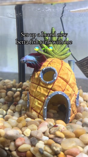 Setting up our new betta fish tank was fun! I’m learning as I go, but hopefully for my first time I’d do pretty well. #bettafish #petco #petsmart #bettafishtank #yamilidia Update: these videos are from December 31st! I have since added and purchased the following things on Amazon! - Fluval bug bites (instead of pellets) - Water Spangle - Java Fern - Floating betta hideout - Driftwood - Sponge filter w/ air pump And I have corrected the following things: - Took out his SpongeBob house - Took out 