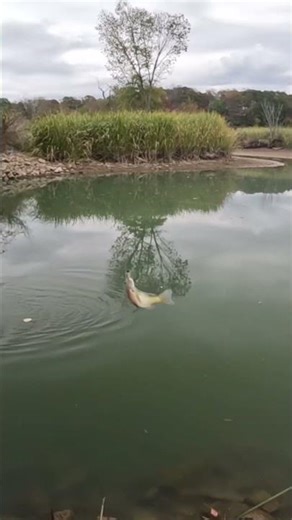 Ultralight creek fishing