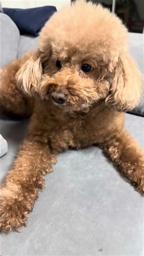 250212 떼끼!! #dog #강아지 #강아지일상 #푸들
