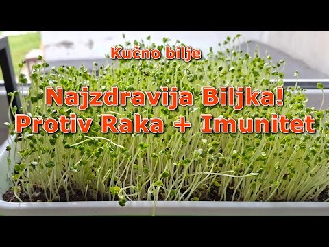 Zdravlje iz kućne bašte: Mikrobilje od semena do stola #microgreens, #DIY, #healthyfood