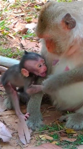 Monkey species: The mother monkey refused to nurse her baby monkey until it was ready.