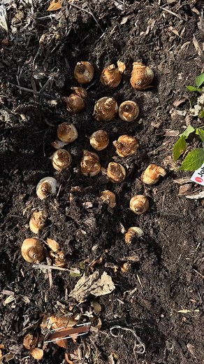 Fall planting is a wrap!Put the last of the Spring bulbs to rest this weekend and now it’s time for nature to take care of the rest! At least until temps get below freezing. 略 #azle #texascutflowers #flowerfarmerflorist #bouquets #flowerfarm #springtowntx #azleflowerfarm #springflowers | Sandy Acre Flower Farm | Facebook