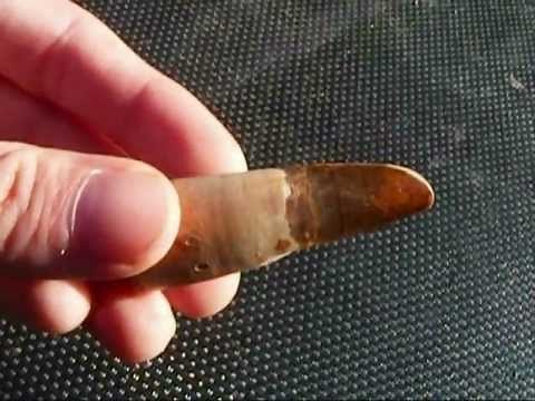 Carnivore & Herbivore Dinosaur teeth