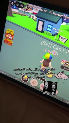 How to Adopt a Free Border Collie