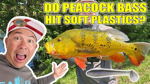 Soft Plastic Swimbaits vs Peacock Bass! Do They Strike?