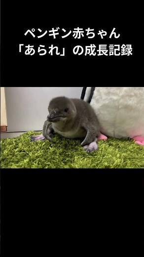 赤ちゃんペンギン「あられ」成長ムービー🐧