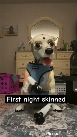 A furreal biscuit becomes a therapy dog