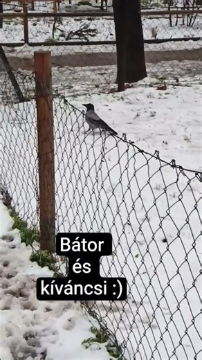Bátor és kíváncsi varjú:)