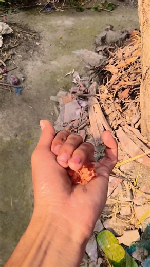 I found Unique beetles (red stipe weevil)#anyuniqueanimals #buglovers #beetle #insects