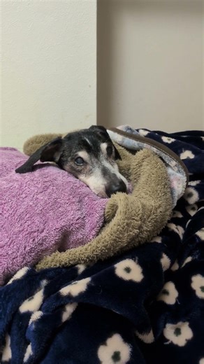 19歳の犬、まだ眠たくない😳🐶いつもはもう夢の中なのに😊🐕❣️#shorts