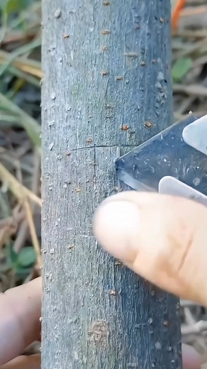 23K views · 385 reactions | Grafting techniques蝹 #grafting #garden #viralreels #reelsvideoシ #reelsfypシ #reels #plants #fyp #reels #tanamanhias | Naufal Romadhon | Facebook